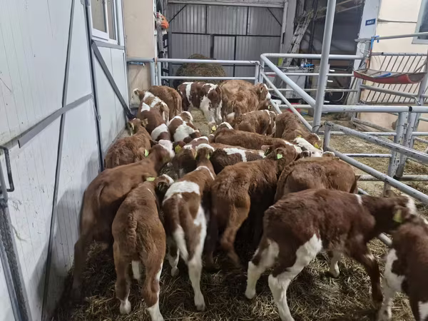 Bulle, Simmental cattle