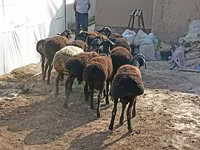 أغنام (دفعة، الجنس غير محدد), Tajik sheep — الصورة 2