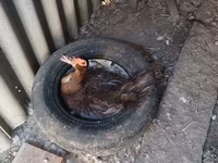 डोमेस्टिक मस्कोवी — फ़ोटो 2