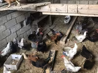 Chickens — الصورة 2