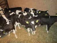 Bulle, Simmental cattle — Foto 7