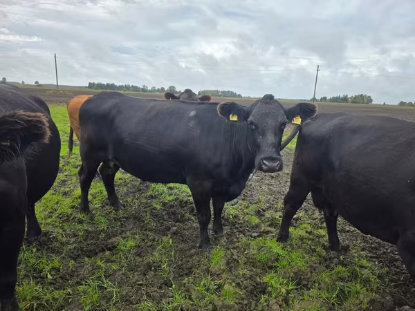 Cow, Aberdeen-Angus