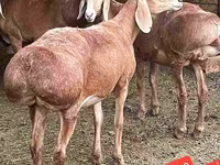 كبش, الأغنام — الصورة 2