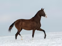 فرس, Akhal-Teke — الصورة 5