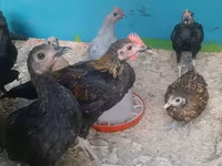Chickens — Foto 5