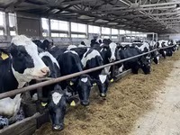 Vaca, Raza Holstein — foto 4