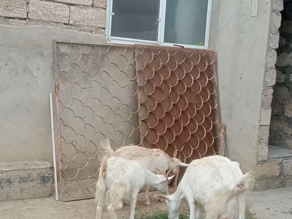 Cabra, Saanen goat