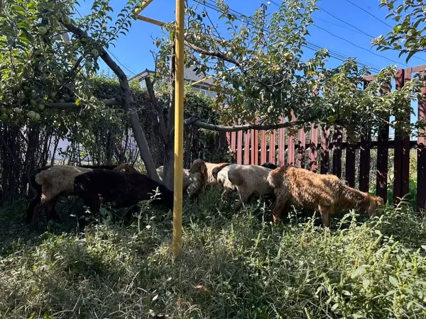 公羊, Sheep