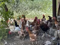 Chickens — 2-сурет