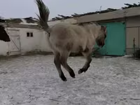 Caballo, Caballos — foto 2