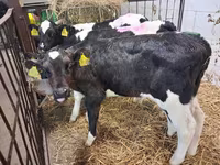 Bulle, Simmental cattle — Foto 5