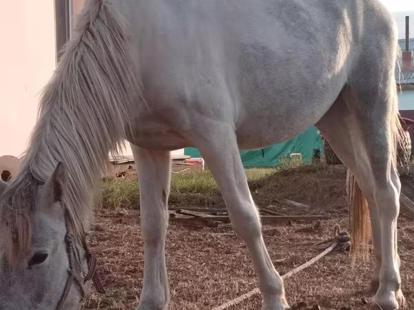 فرس, الخيول
