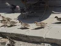 Ducks — الصورة 3