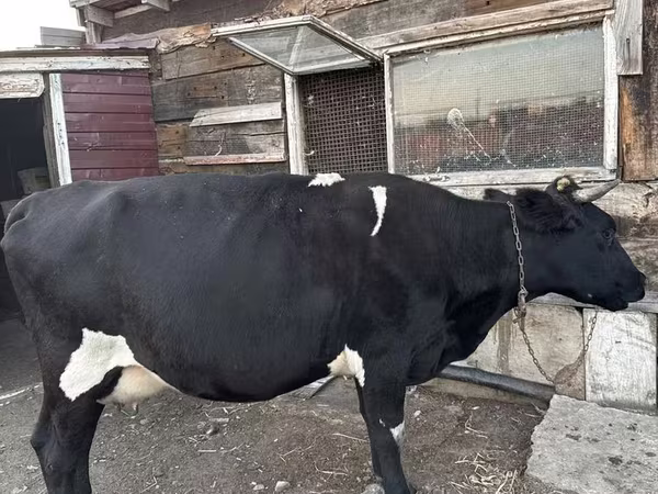 Vaca, Russian Black pied cattle