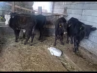 Buğa, Mal-qara — foto 4