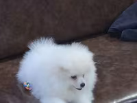 Məhsul: Pomeranian Spitz balası - Rəng: qar kimi ağ - Xəz: sıx — фото 4