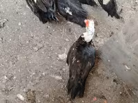 Ducks — foto 3