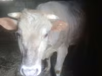 Toro, Ganado vacuno — foto 2