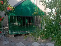 1 ildir alınıb 6 ay istifadə olunub it artıq olmadığı üçün satılır 650 — фото 1