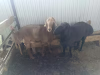 Ram, Arashan sheep — photo 2