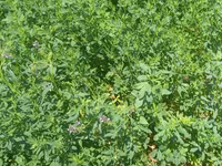 Hal hazirda Yonca (Medicago sativa) becerilib 3 hektar torpaq sahəsi — الصورة 2