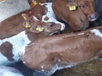 Bulle, Simmental cattle — Foto 1
