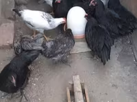 Avstraliya Pit Game quşu — foto 2
