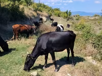Sigir, Qoramol — 3-rasm