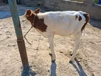 İnək, Simmental cattle — foto 3