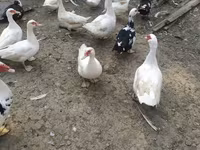 Ducks — 2-rasm