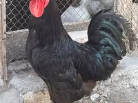 Chickens — फ़ोटो 2