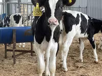 Bulle, Holstein-Rasse — Foto 2