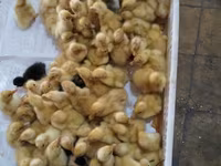 Ducks — الصورة 3