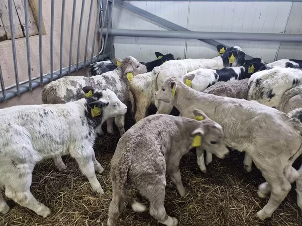 Bulle, Simmental cattle