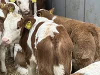Rinder (Partie, Geschlecht nicht angegeben), Russian Black pied cattle — Foto 8