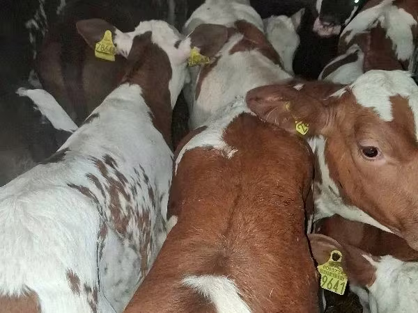 Бұқа, Simmental cattle