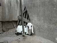公山羊, Nubian Goat — 照片 5