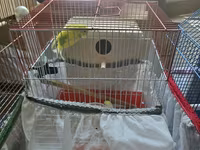 Məhsul: Dalmatin/limon rəng çalarları olan cüt dalmaçyalı-budgerigar — foto 3