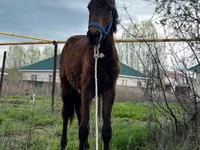 Hengst, Thoroughbred horse — Foto 2