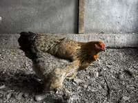 Brahma — Foto 1