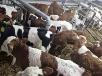 ثور, Simmental cattle — الصورة 3
