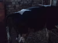 Bulle, Russian Black pied cattle — Foto 1