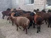 Qoç, Hissar sheep — foto 2