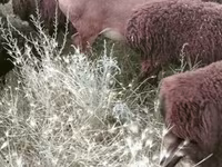 公羊, Sheep — 照片 5