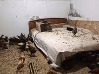 Чеська золота строката курка — фото 6