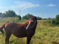 Mare, Horses — photo 3