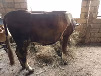 Vaca, Simmental cattle — foto 1