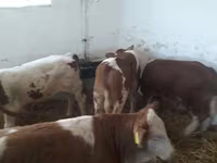 أبقار (دفعة، الجنس غير محدد), Simmental cattle — الصورة 3