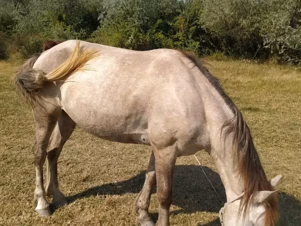 Yegua, Azerbaijan horse