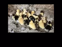 Ducks — 3-сурет